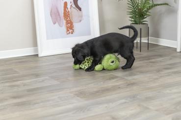 Trixie Schildkröte Hundespielzeug