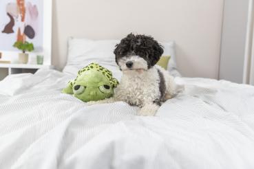 Trixie Schildkröte Hundespielzeug