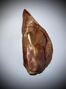 Schweineohr
