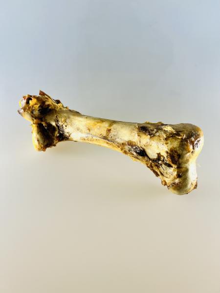 Straussenoberschenkelknochen