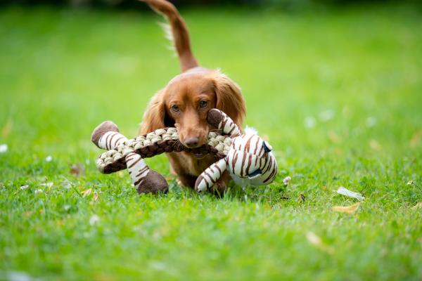 Trixie Tiger Hundespielzeug